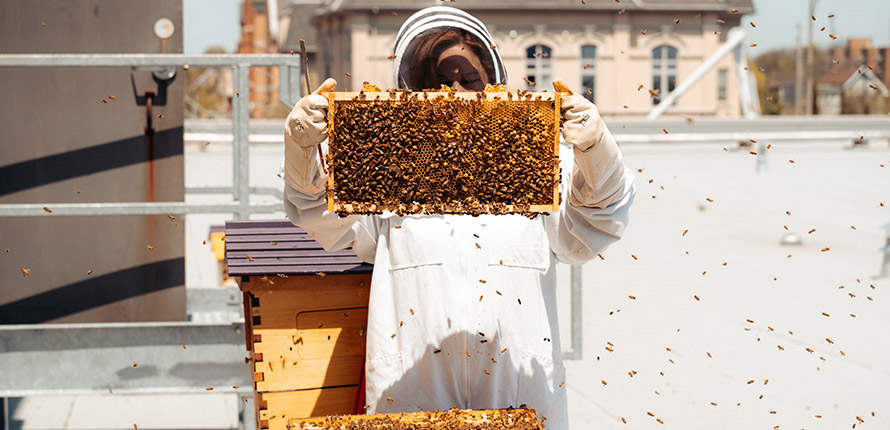 Apiary on roof of One Market