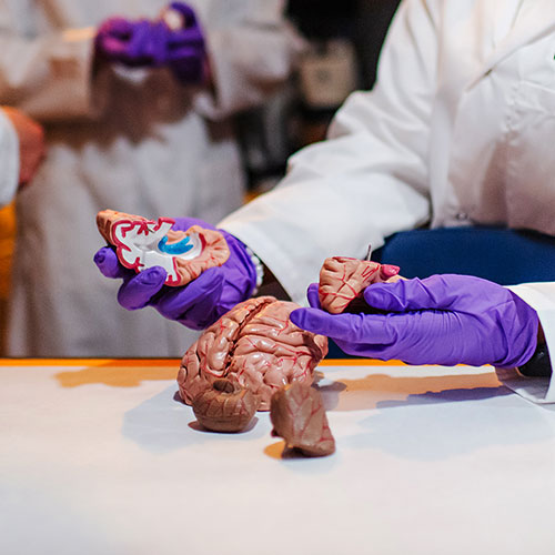 student works with brain model