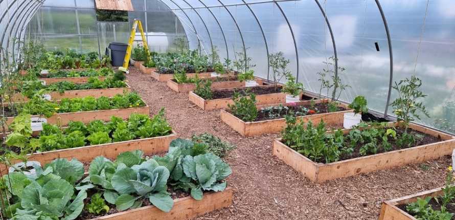 Greenhouse in Kakisa