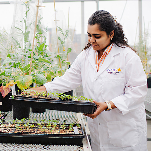 Student working in a greenhouse