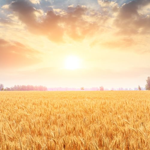 Sun shining over a wheat field