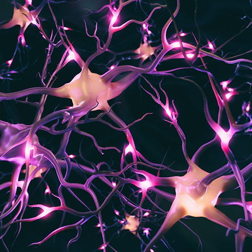 neurons