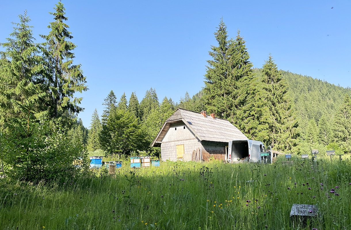 Apiary surrounded by nature