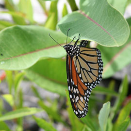 Monarch butterfly