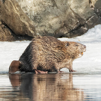 beaver