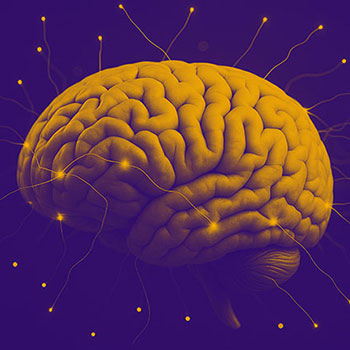 Deciphering the Brain