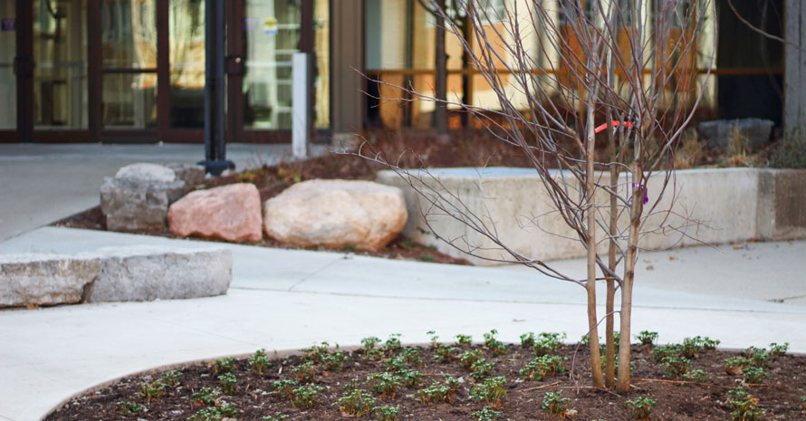 Tree on Waterloo campus